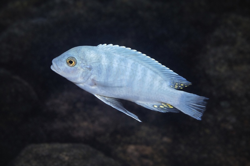 Maylandia estherae 'Chiofu Bay'